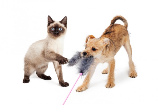 cane e gatto giocano con un piumino