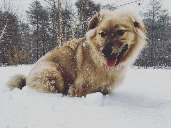 cane e neve
