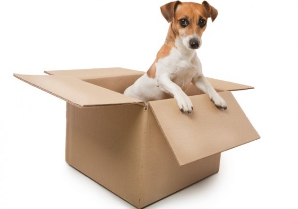 cane esce da scatola