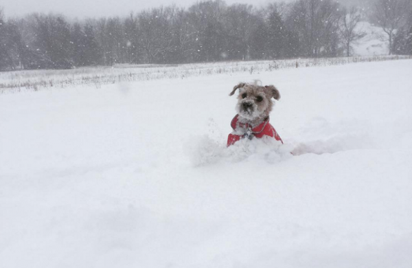 cane immerso nella neve