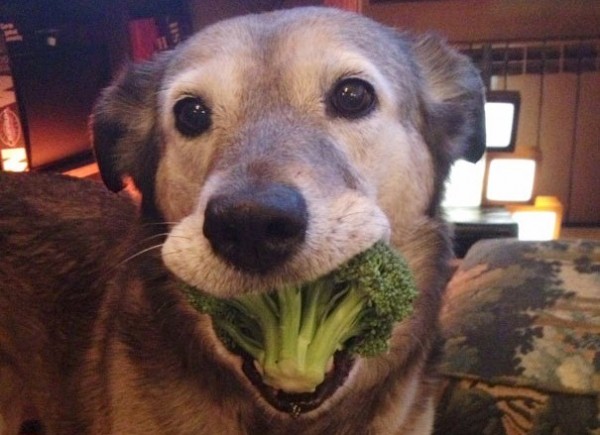 cane mangia broccoli