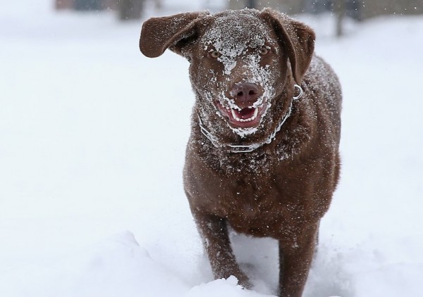 10 cani che non temono tempeste di neve