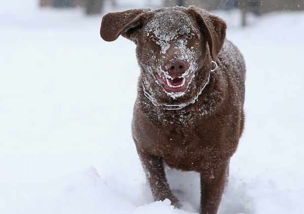 cane nella neve