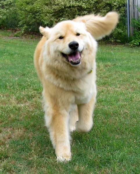 golden retriever anziano