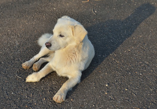 Cane sfigurato con l'acido