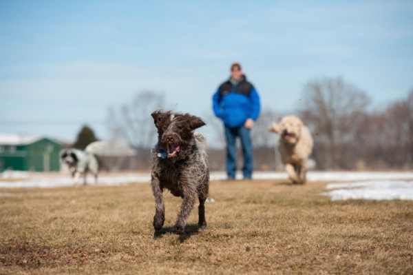 cani al parco con dogsitter