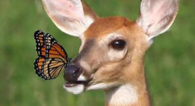 10 animali incontrano farfalle come in una favola