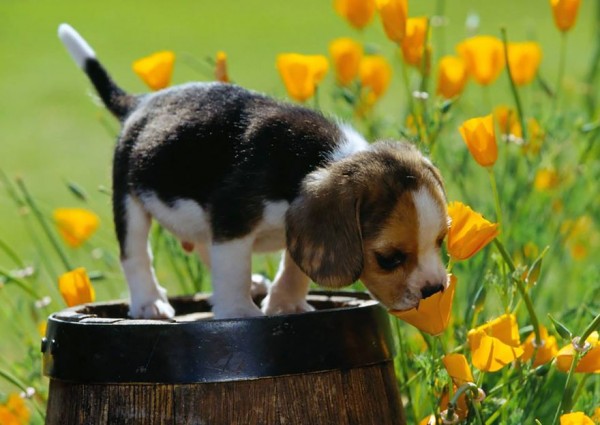 cucciolo annusa fiore