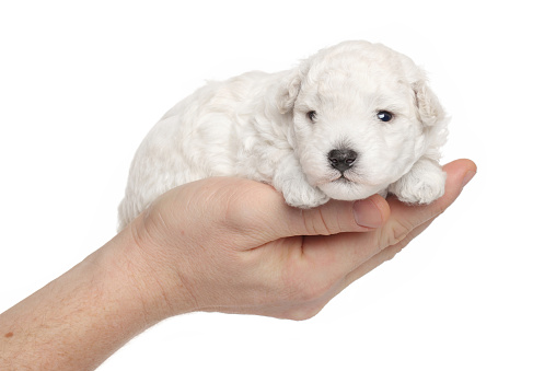 Displasia Nel Cucciolo Di Cane Che Fare Tutto Zampe