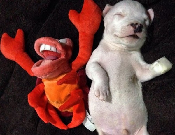 cucciolo di pitbull dorme con peluche