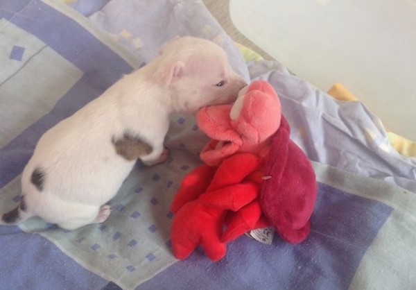 cucciolo di pitbull gioca