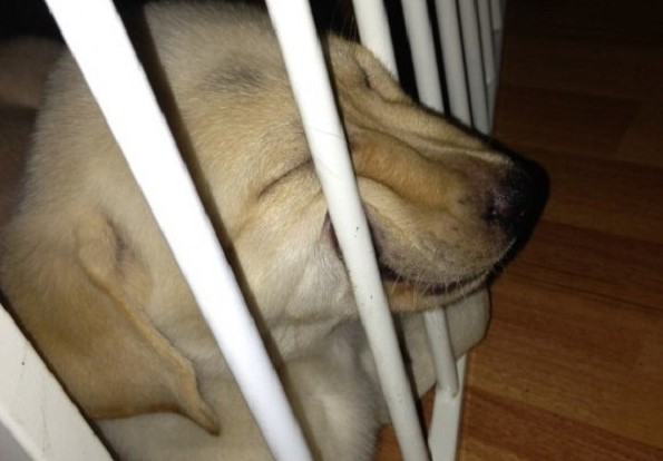 cucciolo dorme