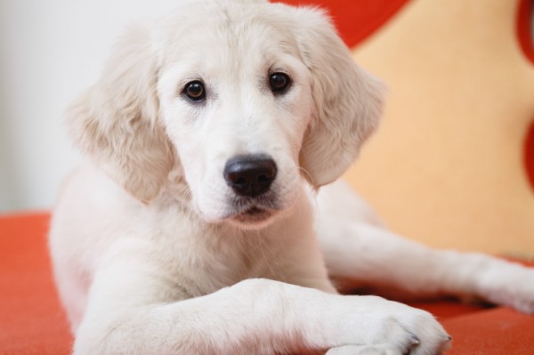 cucciolo golden retriever