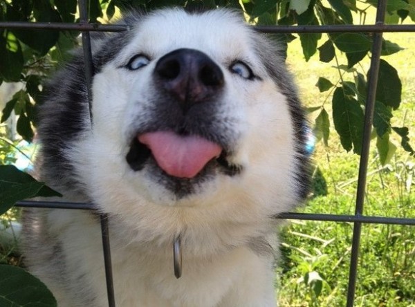 cucciolo husky