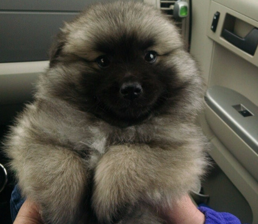 cucciolo in auto