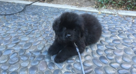 10 cuccioli che non sai dire: orsetto o cagnolino