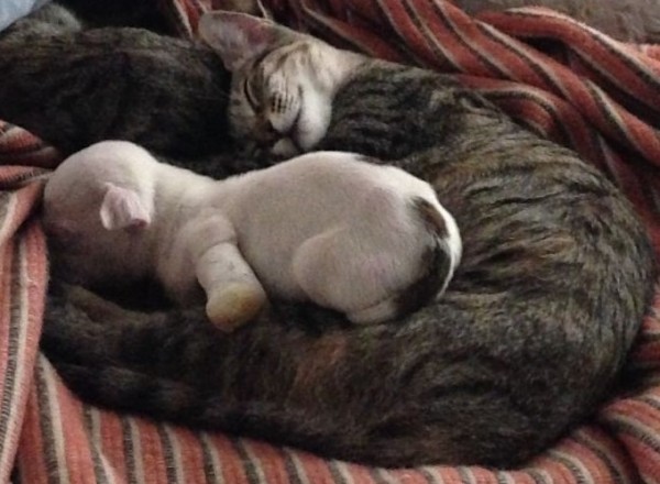 gatti e cucciolo di cane dormono