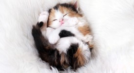 10 gattini che amano dormire ovunque e sempre