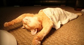 10 gattini che amano dormire ovunque e sempre