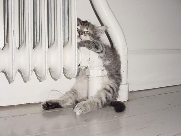 gattino al termosifone