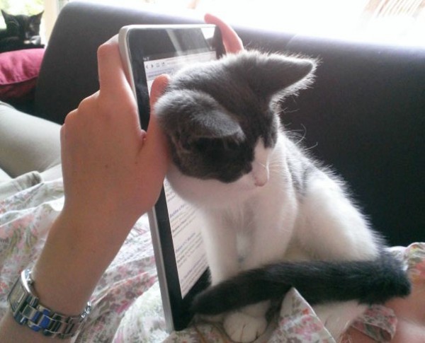 gattino e donna con tablet