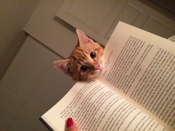 gattino e libro