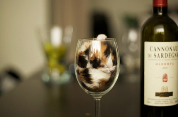 gattino in un bicchiere