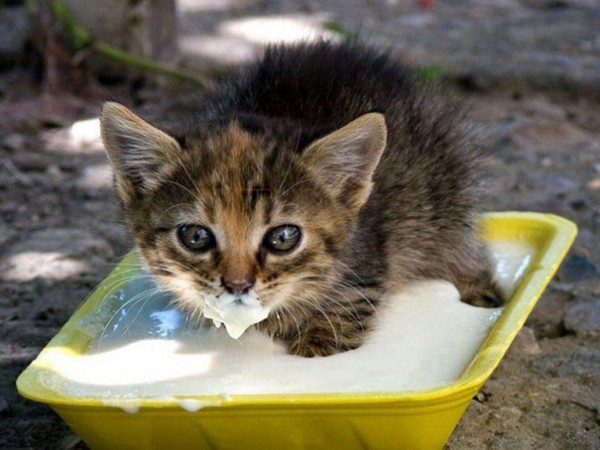 10 animali ghiottoni e pasticcioni quando mangiano