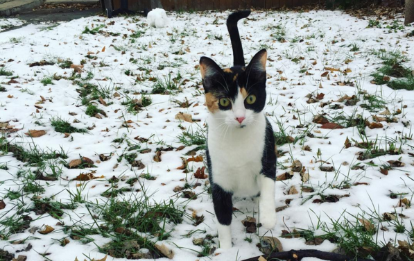 gattino nella neve