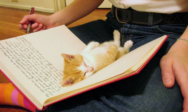 gattino sdraiato quaderno