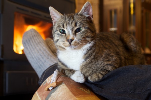 gatto appoggiato su gamba