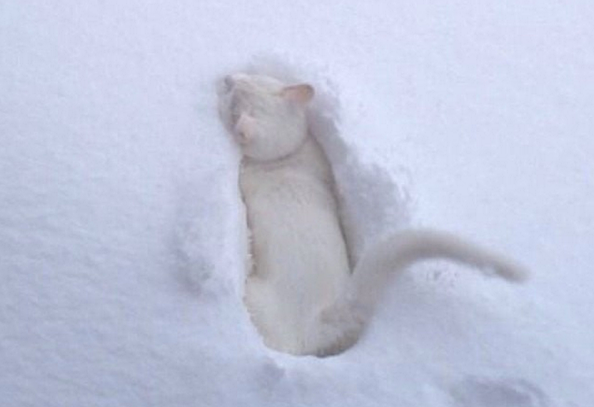 gatto bianco neve