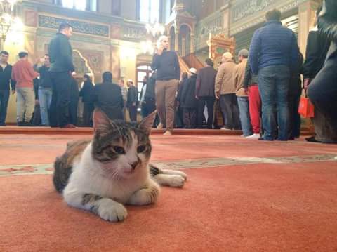 gatto di strada nella moschea di Istanbul