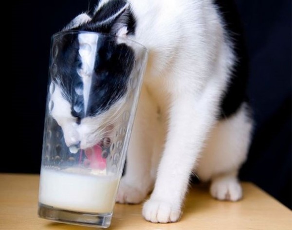gatto e bicchiere di latte