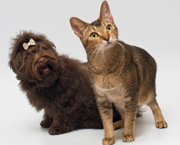 Oroscopo pet 2016 cane e gatto Bilancia