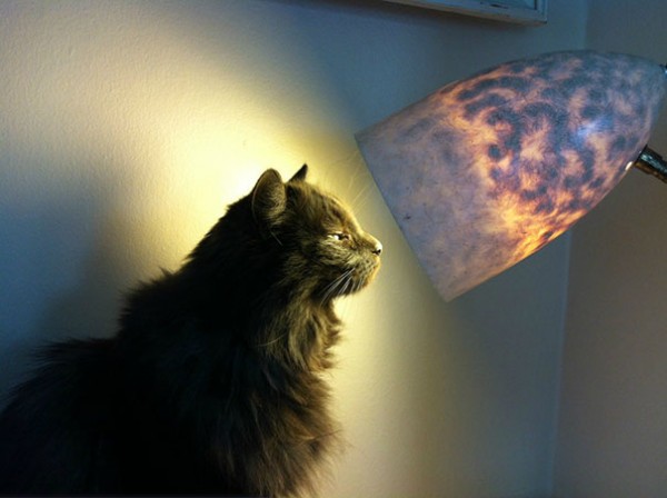 gatto e lampada