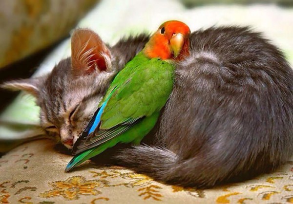 gatto e pappagallino