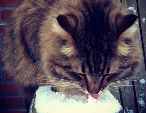 gatto mangia neve