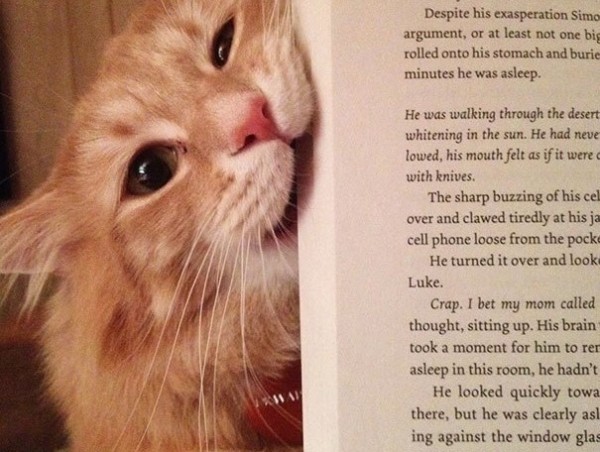 gatto morde libro