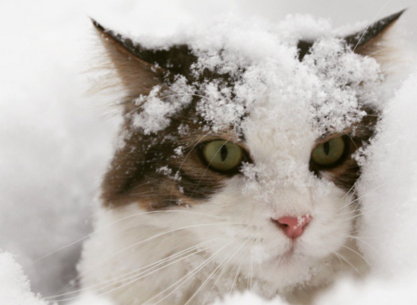 gatto nella neve