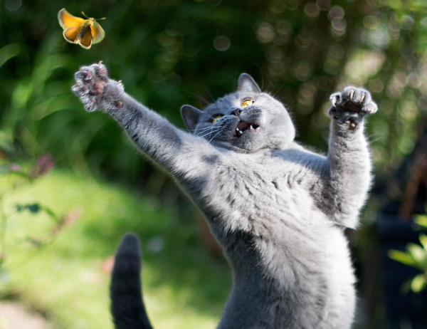 gatto salta verso farfalla