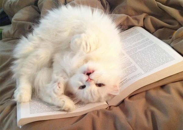 gatto sdraiato su libro