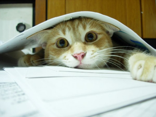 gatto sotto fogli di carta