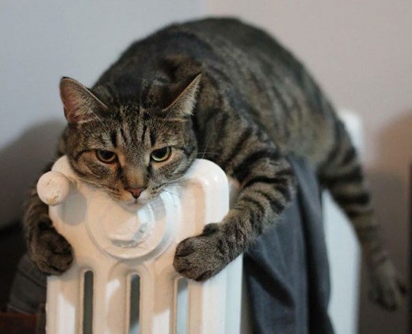 gatto su termosifone