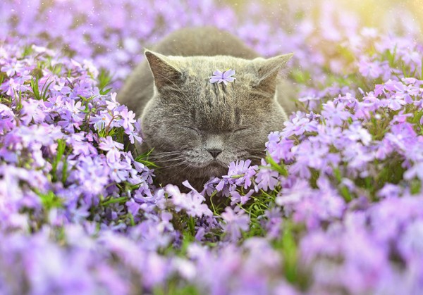 gatto tra fiori
