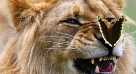 10 animali incontrano farfalle come in una favola