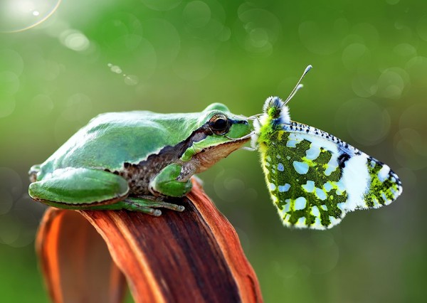 rospo e farfalla