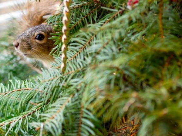 scoiattolo in albero Natale