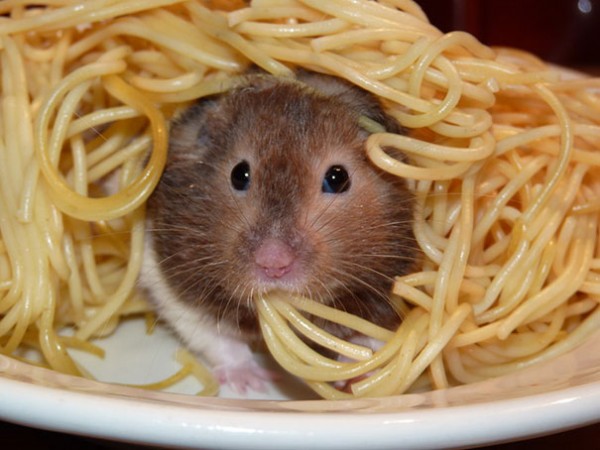 topo e spaghetti
