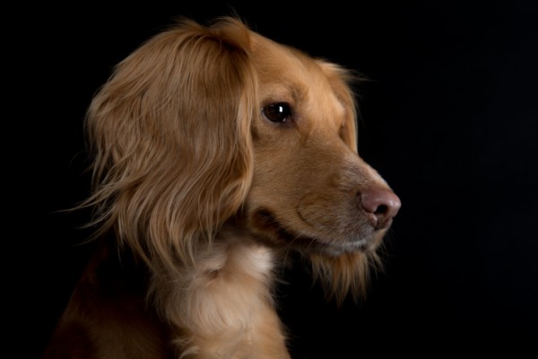 cane abbaia quando solo in casa